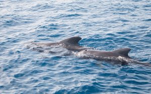 Dolphins swimming in Malampaya Sound, Palawan