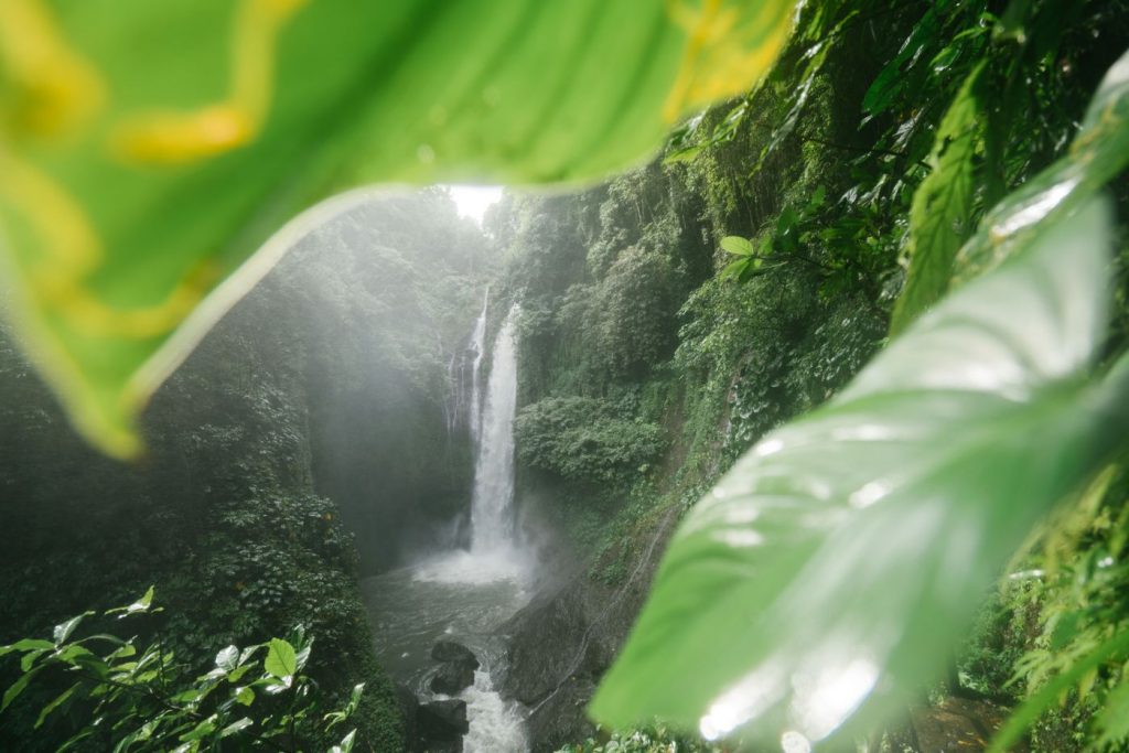 A jungle waterfall framed by rainforest