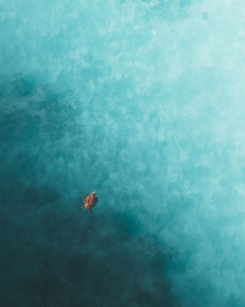 A sea turtle gliding through clear tropical water